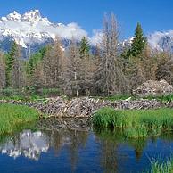 American beaver dam and den (Castor canadensis) Grand Teton NP, Wyoming, USA
<BR><BR>More images at www.arterra.be</P>